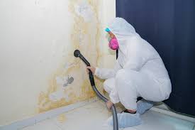 Why You Should Choose Our Mold Remediation Services in Ross, OH